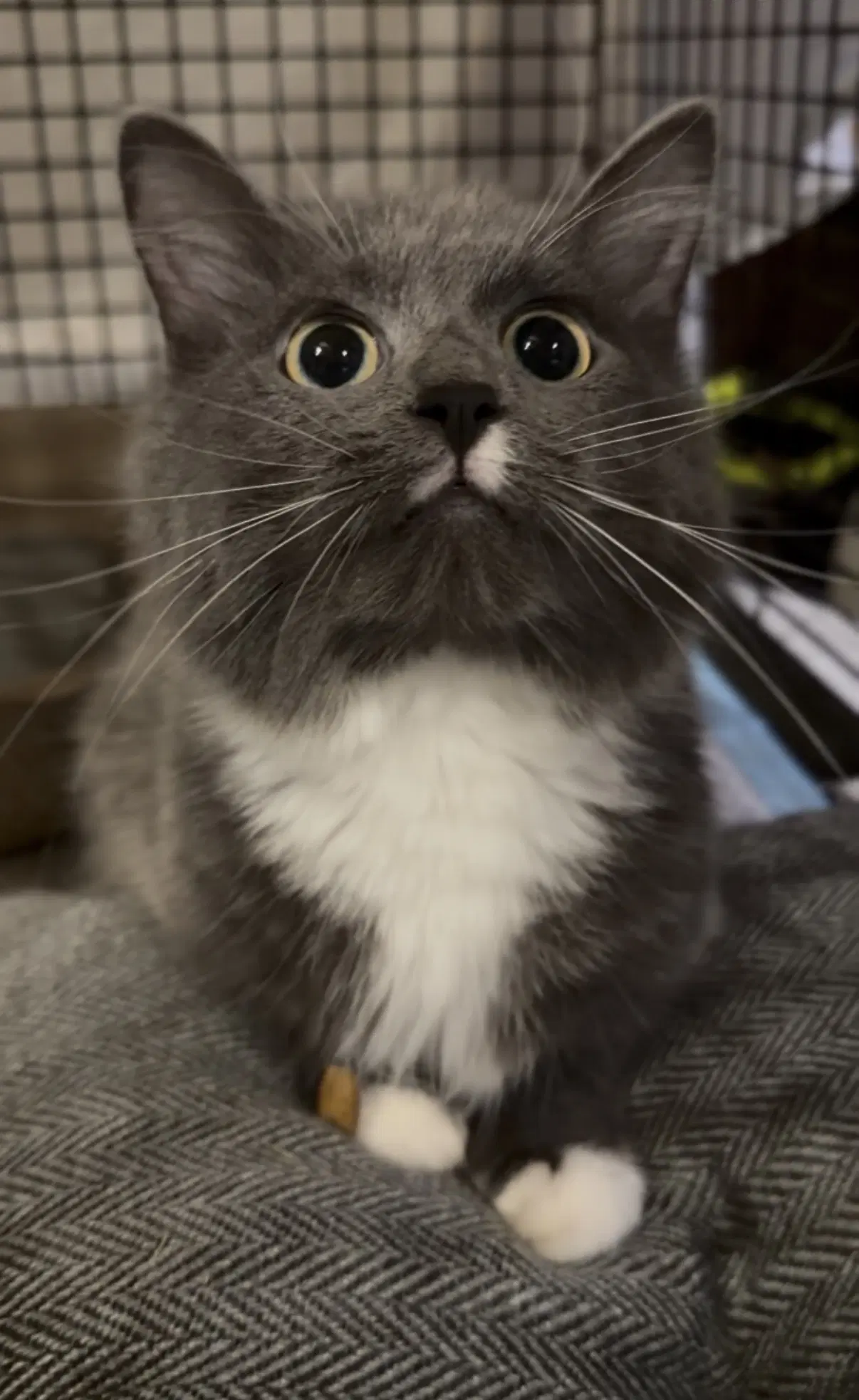 Pixie - Domestic Medium Hair