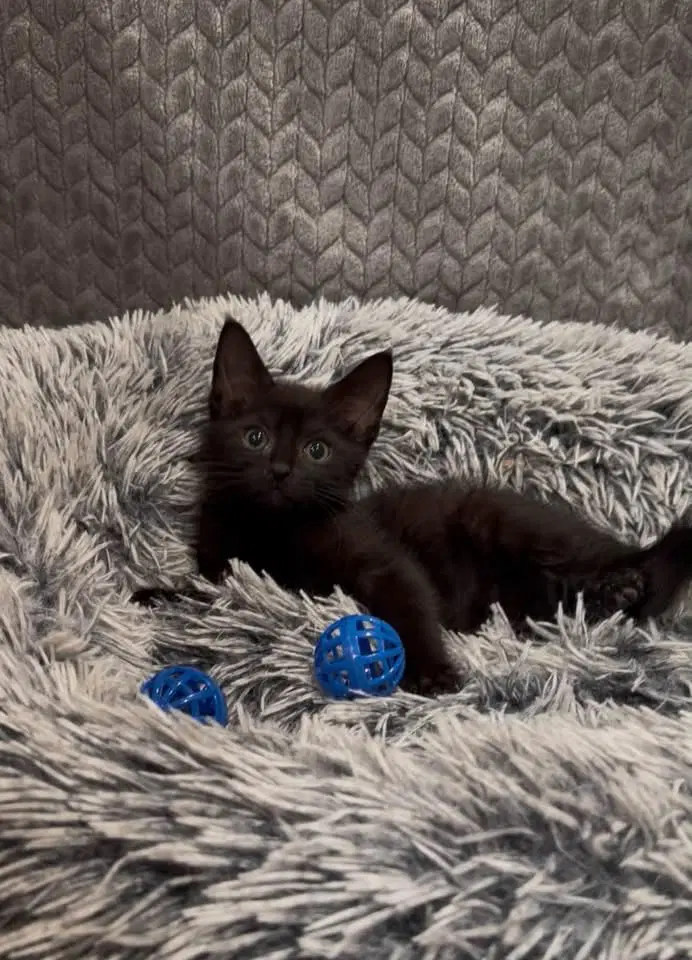 Webster - Domestic Short Hair
