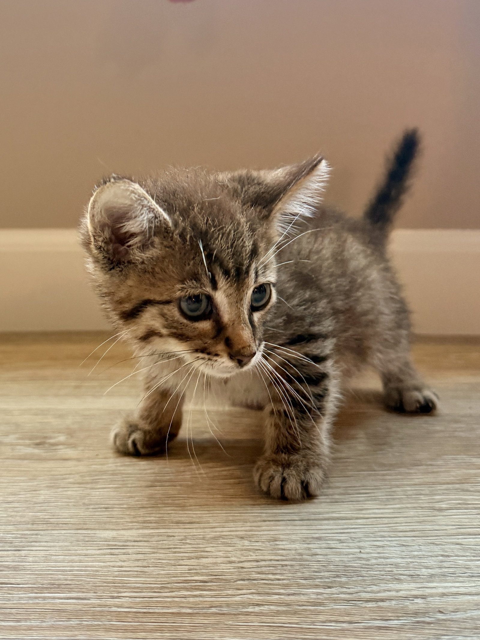 Chips, American Shorthair