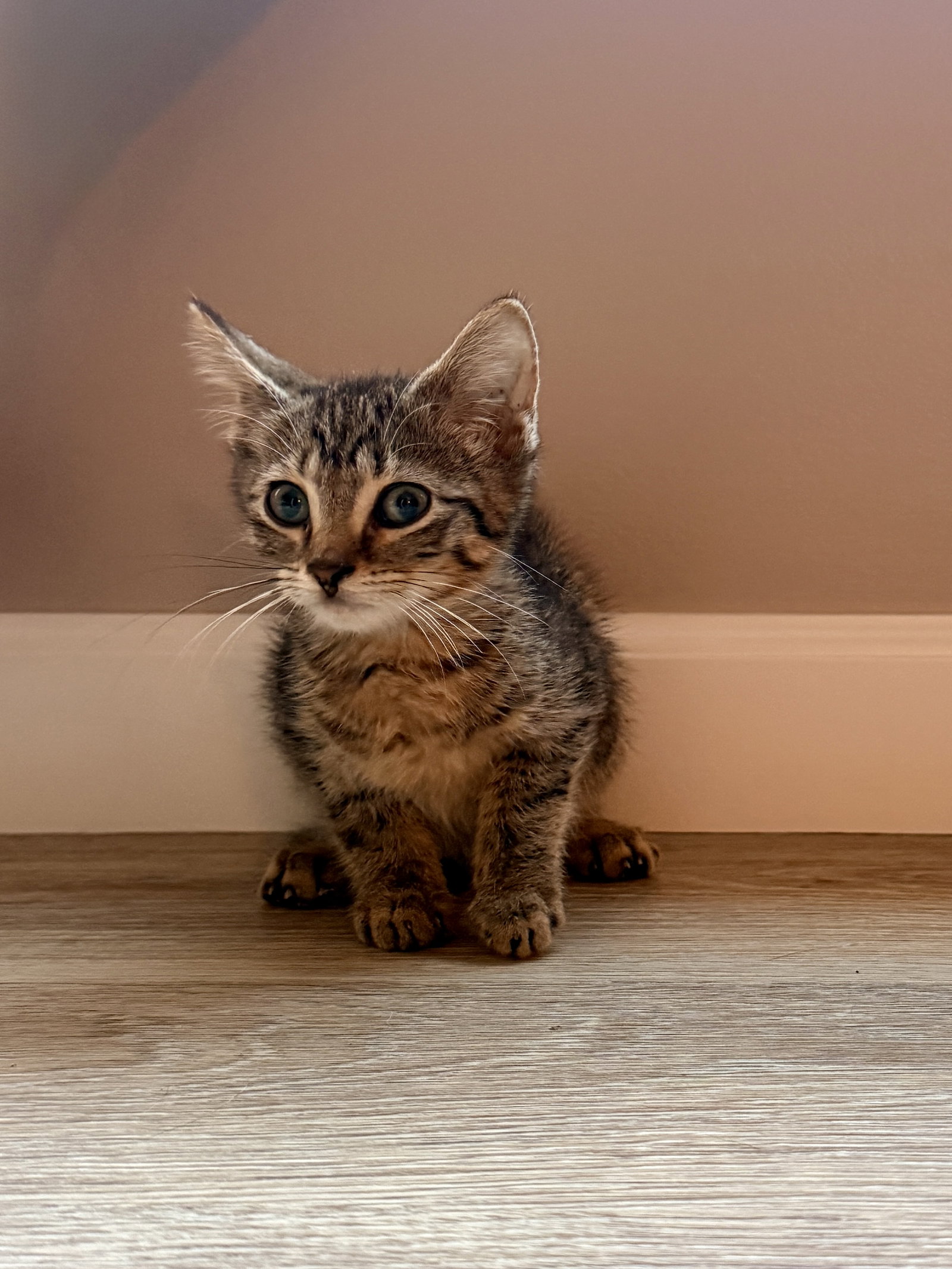 Salsa, American Wirehair