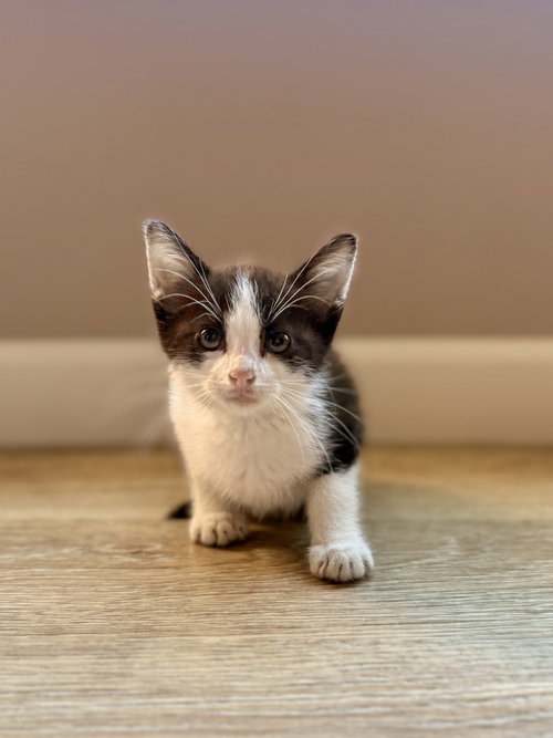 Cookie, a cat for adoption from Whiskers of Winfield
