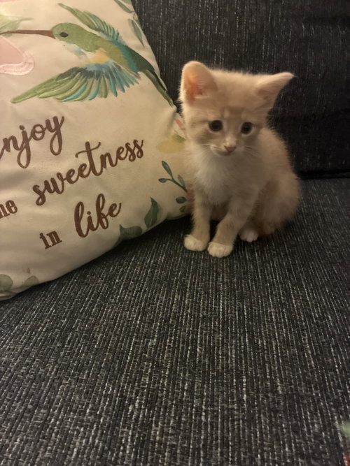 October, a cat for adoption from Whiskers of Winfield