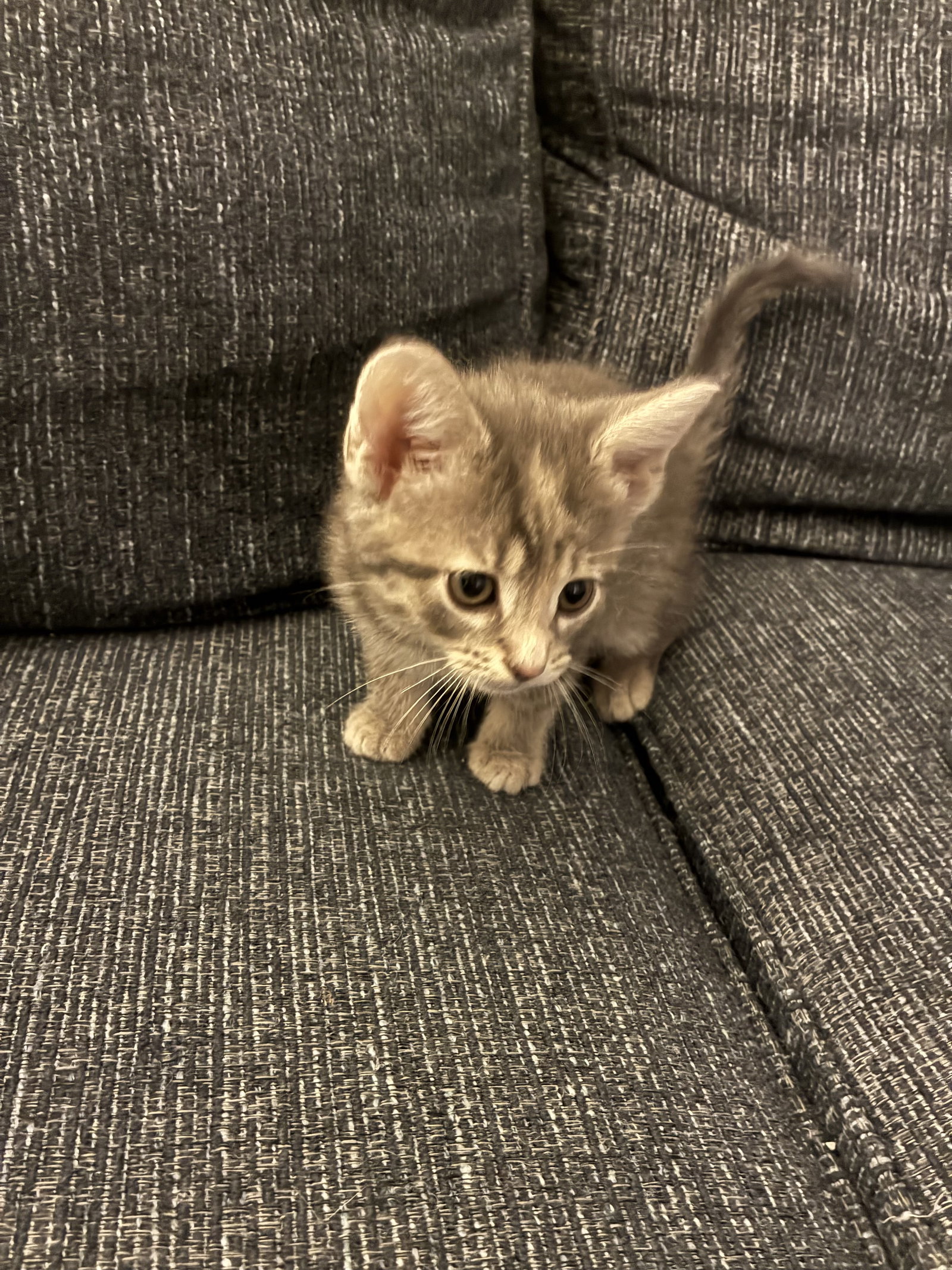 Lucy, Domestic Short Hair