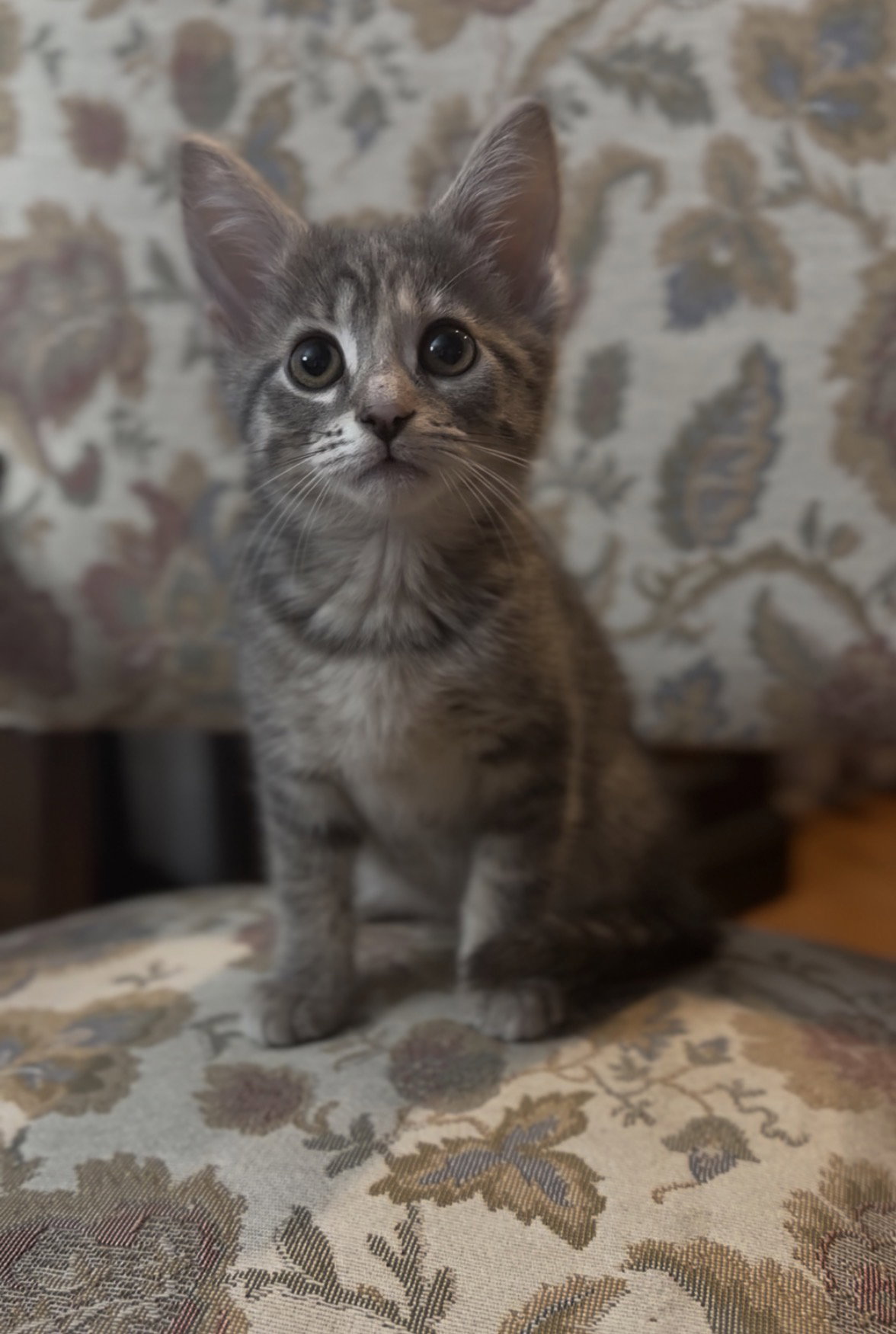 Lucy, photo 2