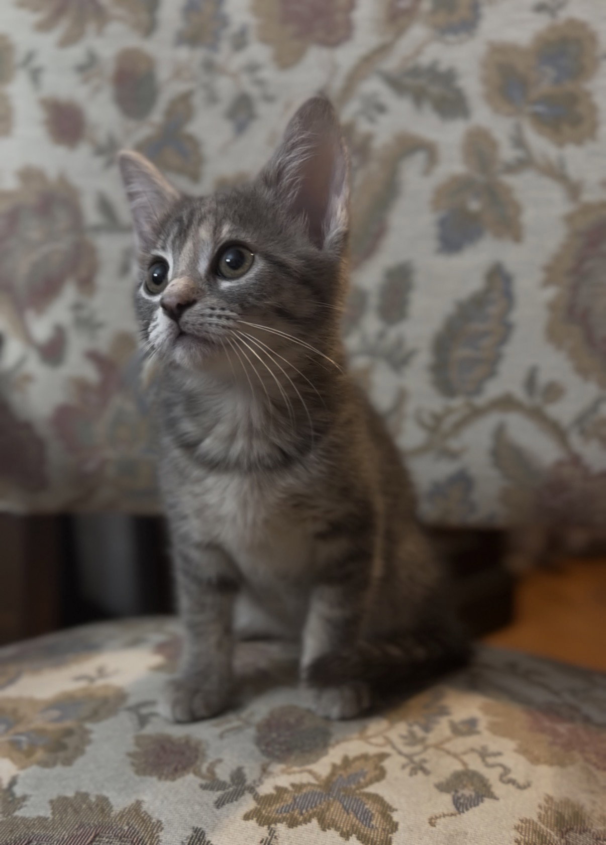 Lucy, photo 3