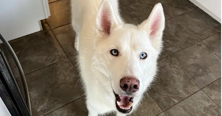 Teea - Husky