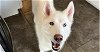 adoptable Dog in springdale, PA named Teea