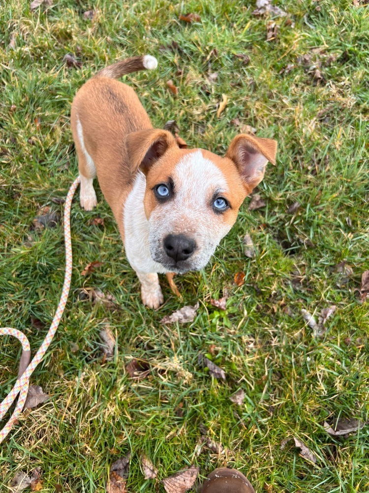 adoptable Dog in Springdale, PA named Patriot