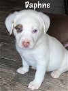adoptable Dog in springdale, PA named Daphne