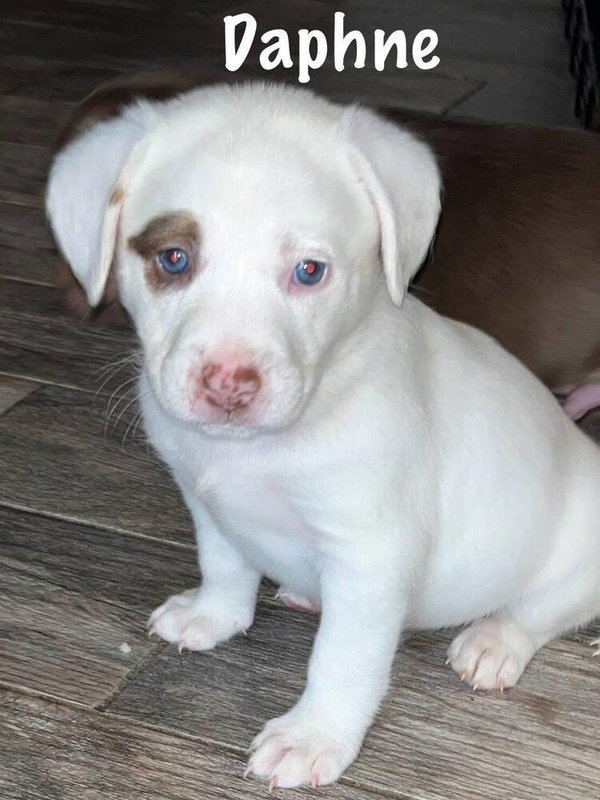 Daphne