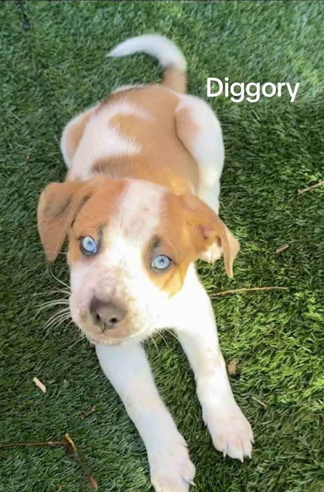 adoptable Dog in Springdale, PA named Diggory