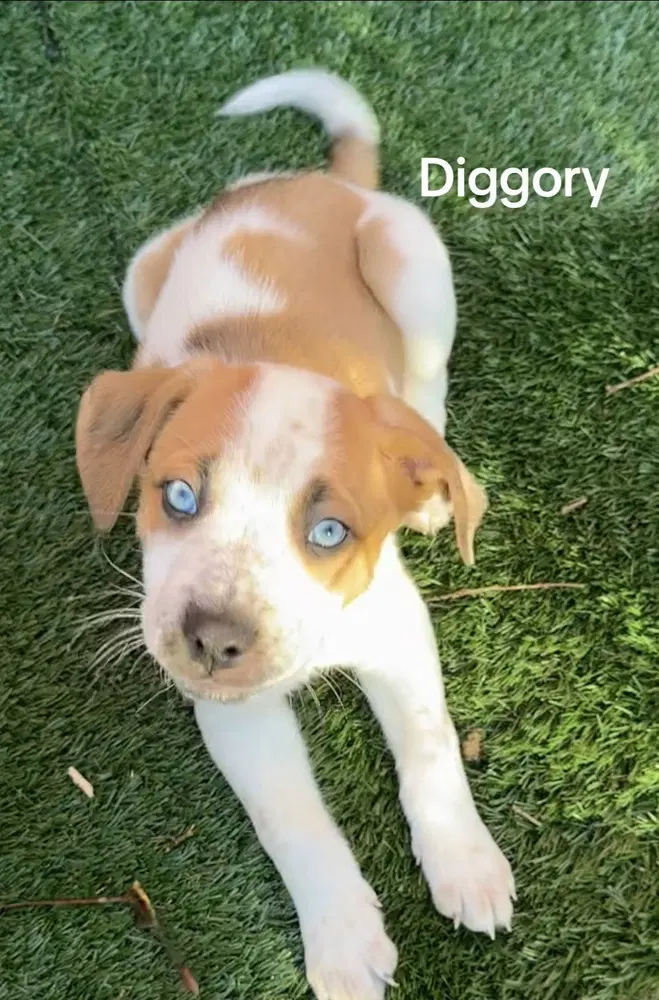 Diggory - Husky