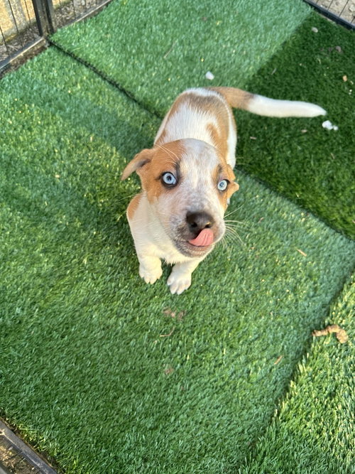 DIGGORY - Husky / Shepherd available for adoption