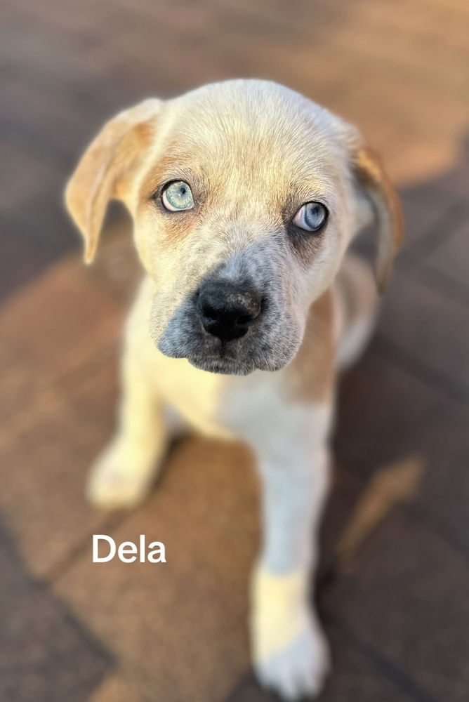 adoptable Dog in Springdale, PA named Dela