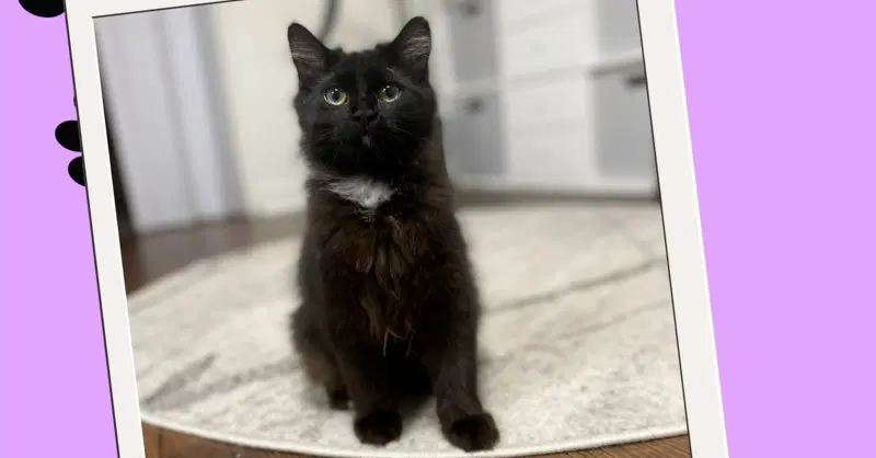 Nixie - Domestic Long Hair
