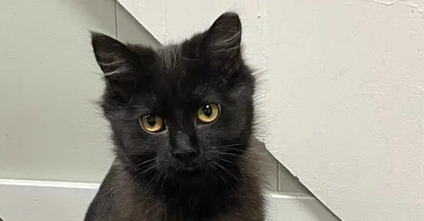 Hela - Domestic Long Hair