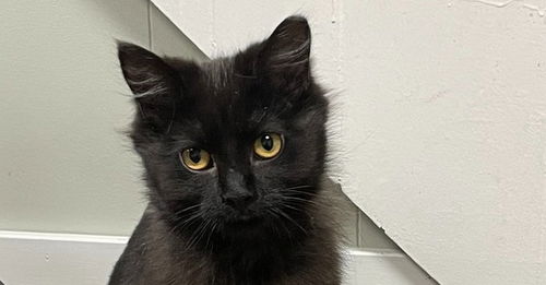 picture of the cat needing adoption