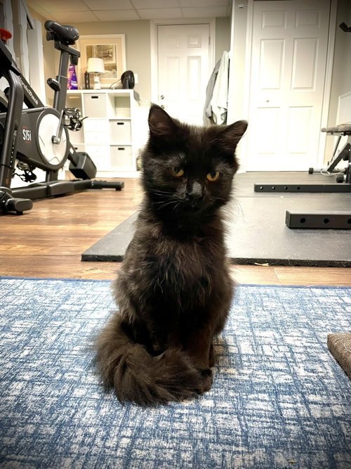 HELA - Domestic Long Hair available for adoption