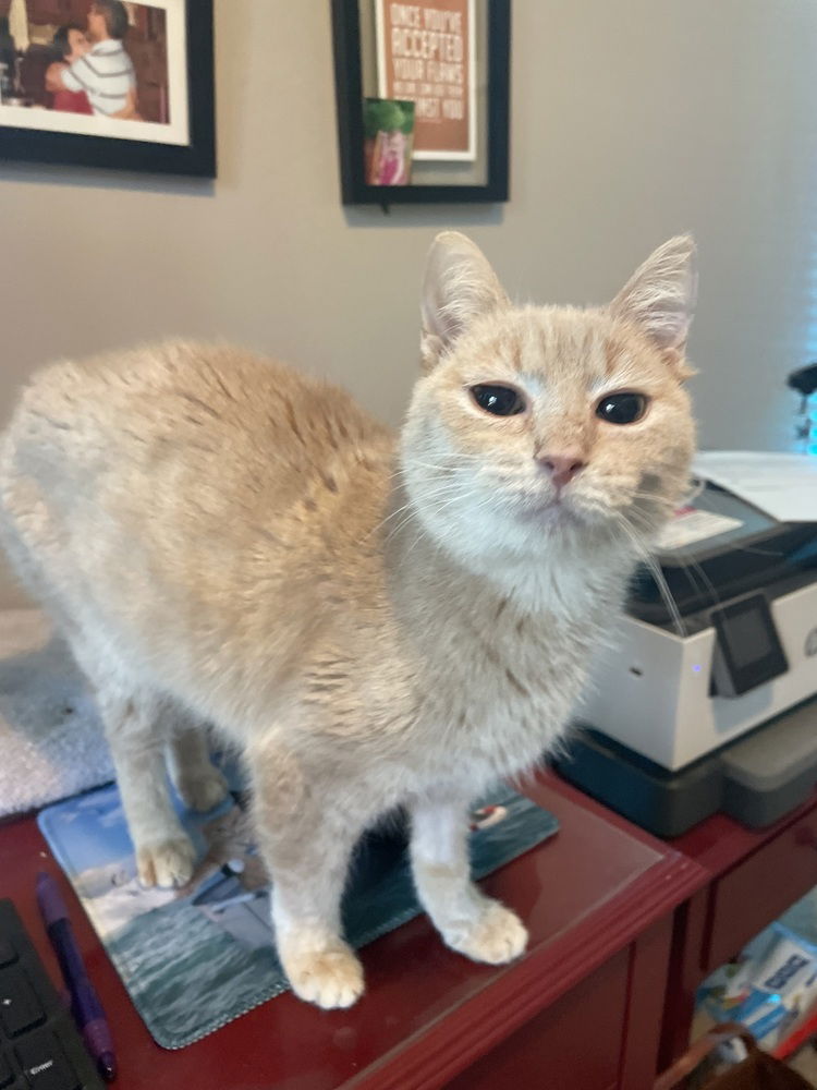 adoptable Cat in Springdale, PA named Flora