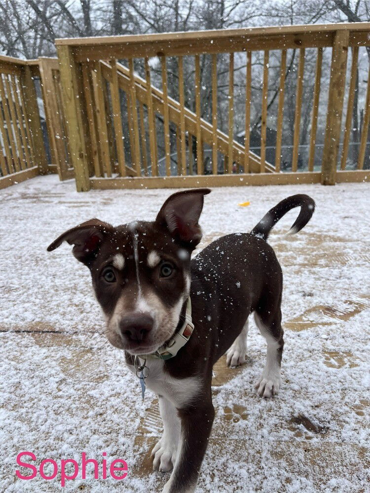 adoptable Dog in Springdale, PA named Sophie