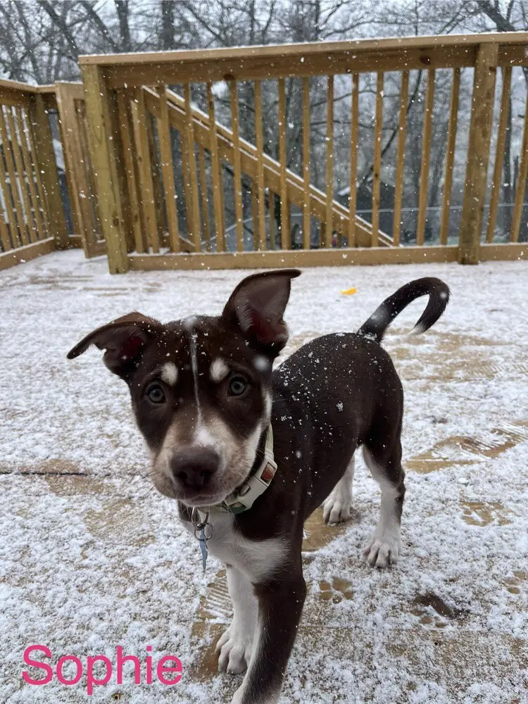 Sophie - Terrier
