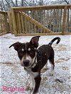 adoptable Dog in springdale, PA named Sophie