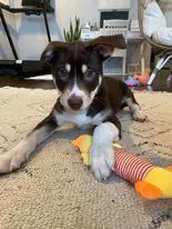 Sadie - Pitt/husky