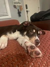 Sadie - Photo 2