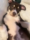 Sadie - Photo 3
