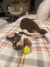 Sadie - Photo 4