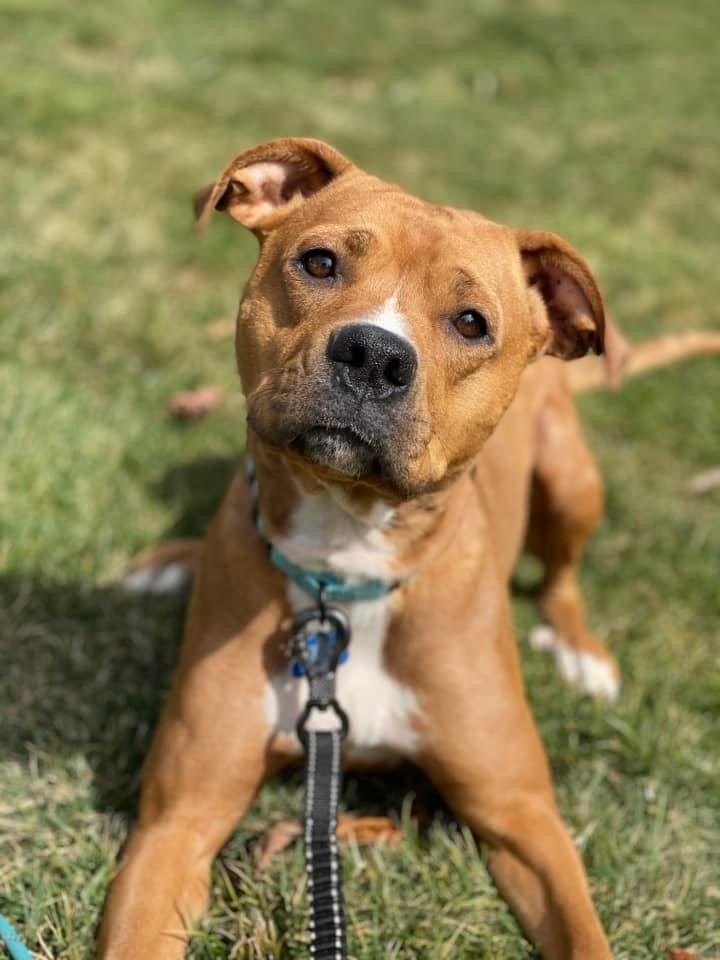 adoptable Dog in Springdale, PA named Arty