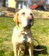 adoptable Dog in springdale, PA named Lexie