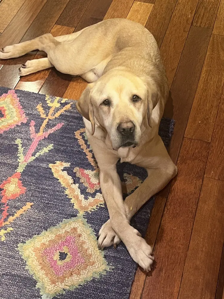 Lexie image 3
