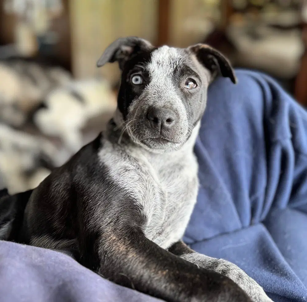 Flirt - Dutch Shepherd