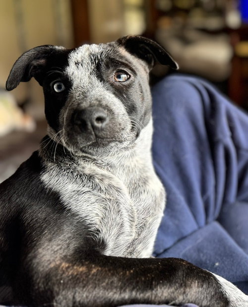 FLIRT - Australian Cattle Dog/Blue Heeler / Dutch Shepherd available for adoption
