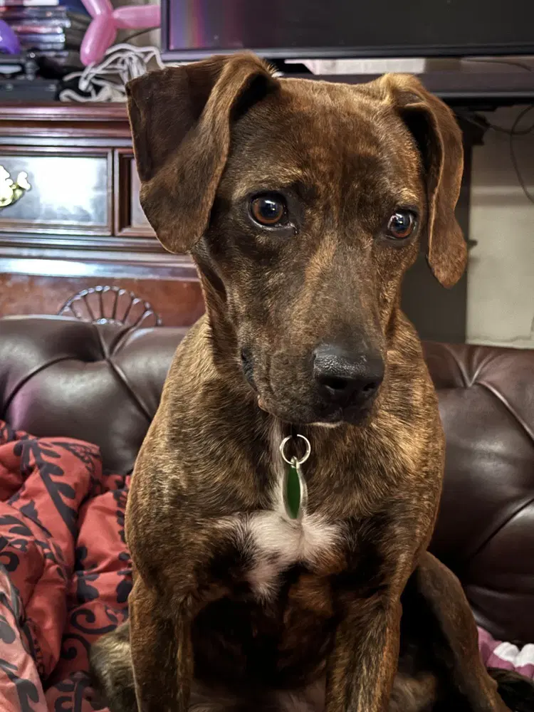 Cricket - Plott Hound