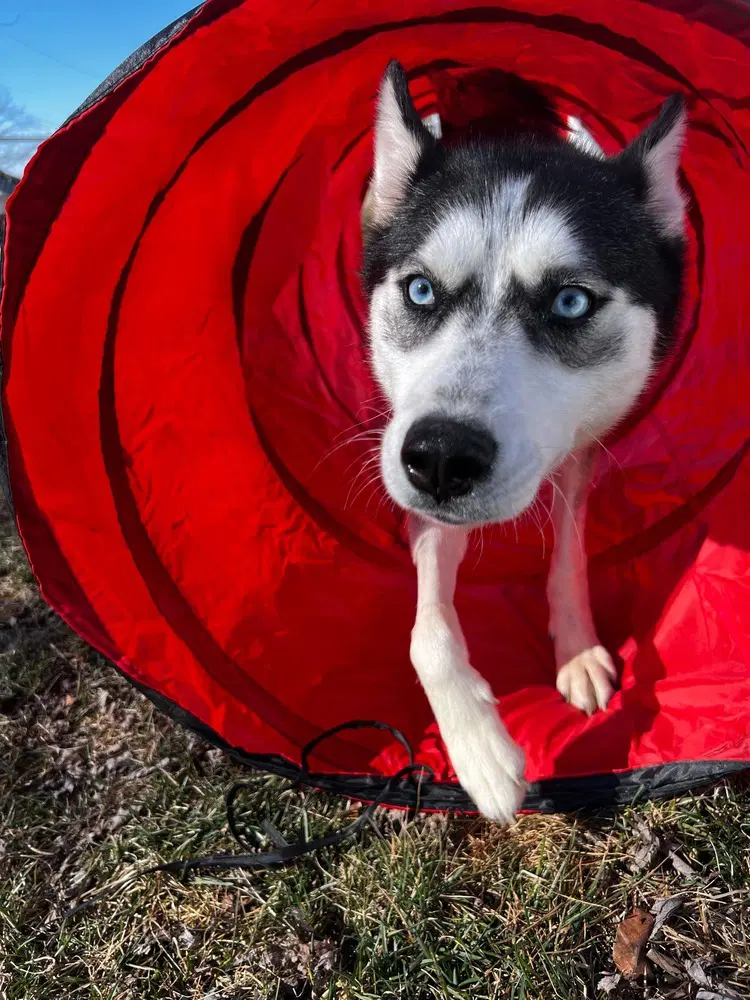 Kira - Husky