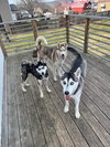 Kira - Photo 2