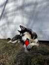 Kira - Photo 5