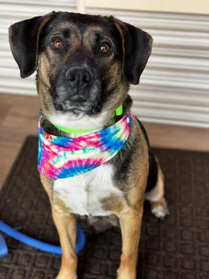 Delilah - Hound
