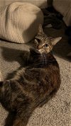 adoptable Cat in  named Mozzarella (Ella)