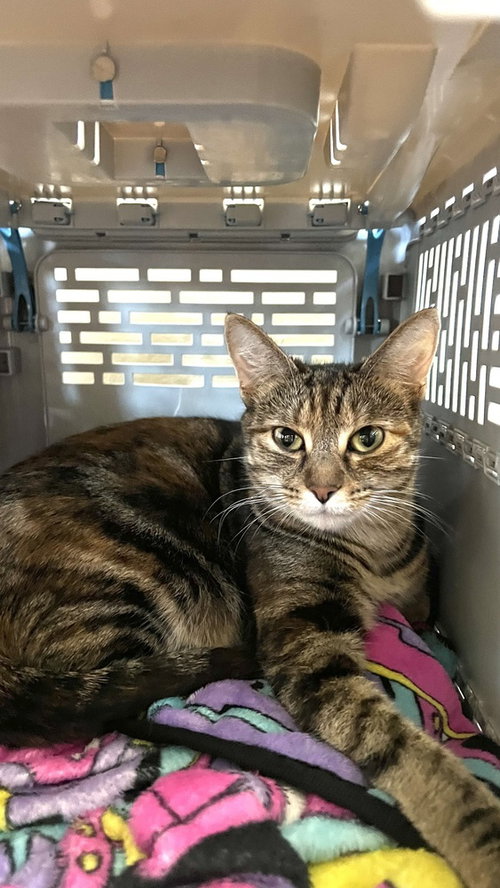 MOZZARELLA (ELLA) - Domestic Short Hair / Tabby available for adoption