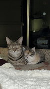 Mozzarella (Ella) - Photo 4