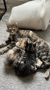Mozzarella (Ella) - Photo 5
