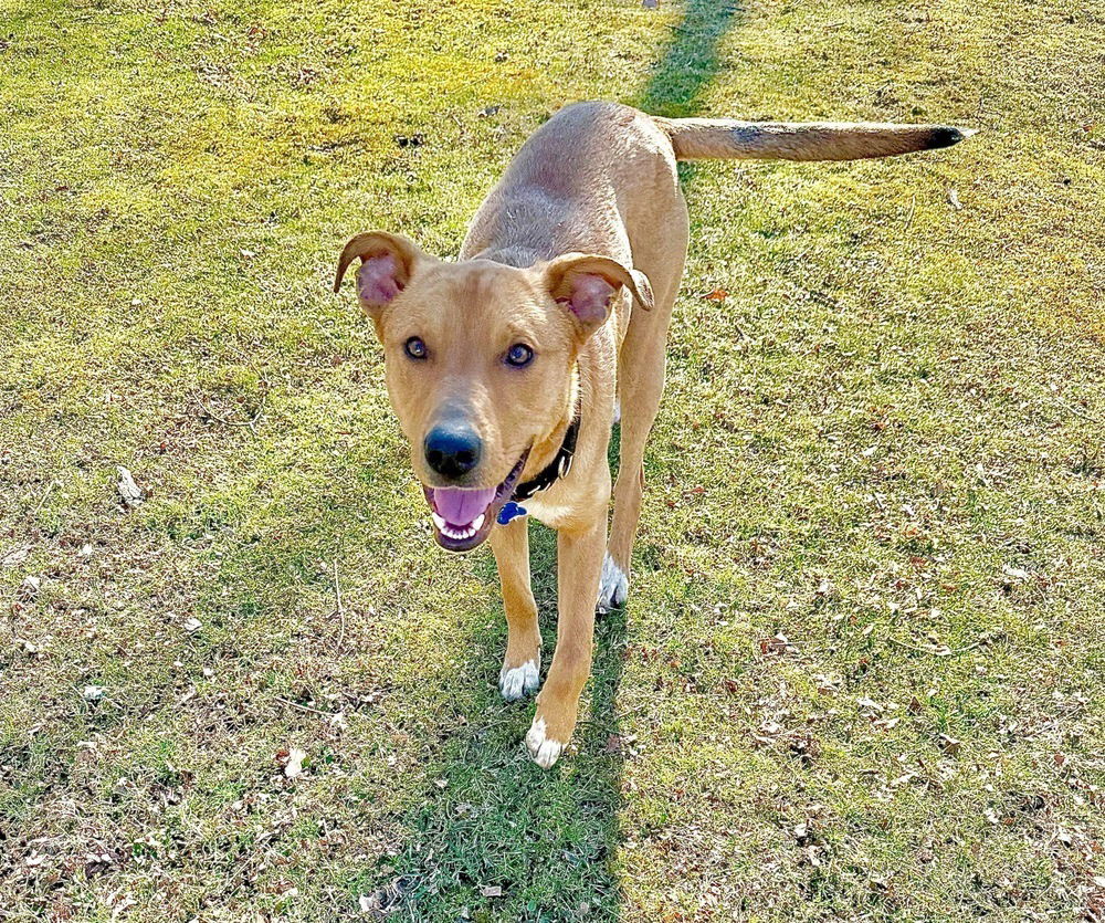 adoptable Dog in Springdale, PA named Thumper