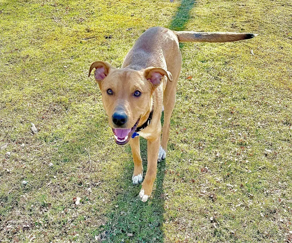 Thumper - Shepherd