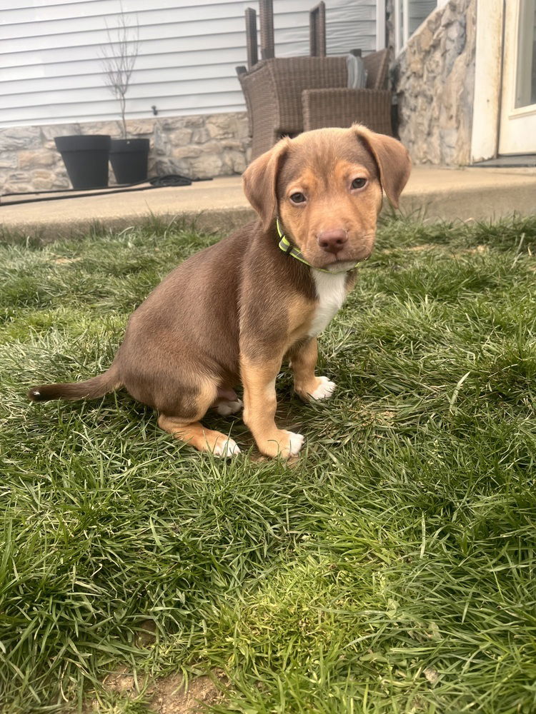 adoptable Dog in Springdale, PA named Dylan