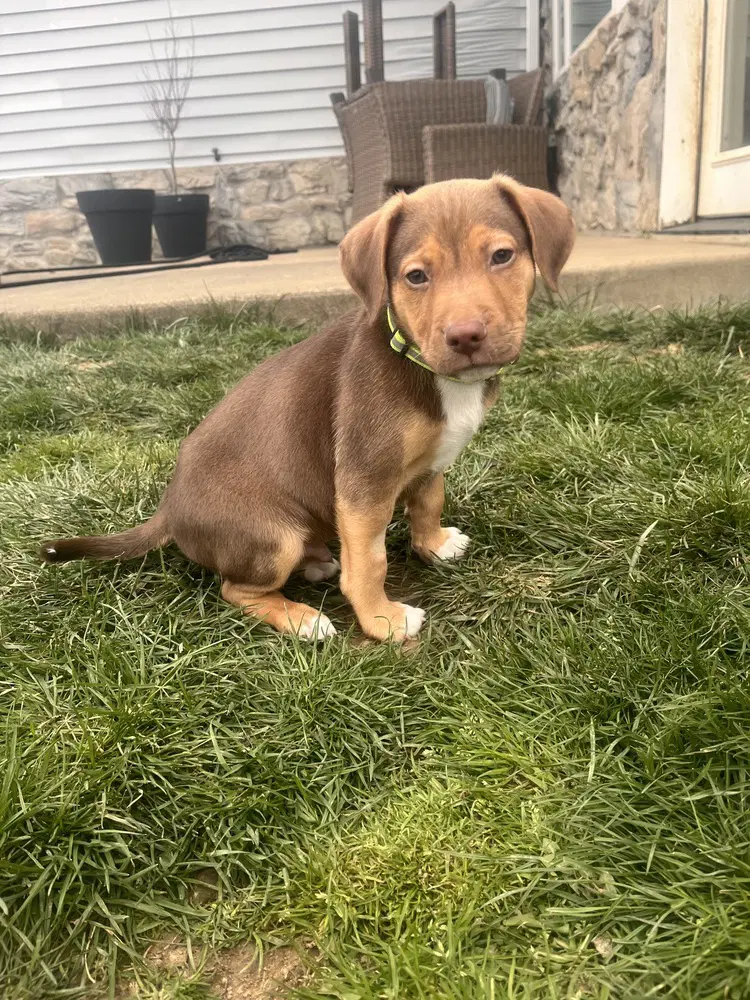 Dylan - Hound