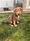 adoptable Dog in springdale, PA named Dylan