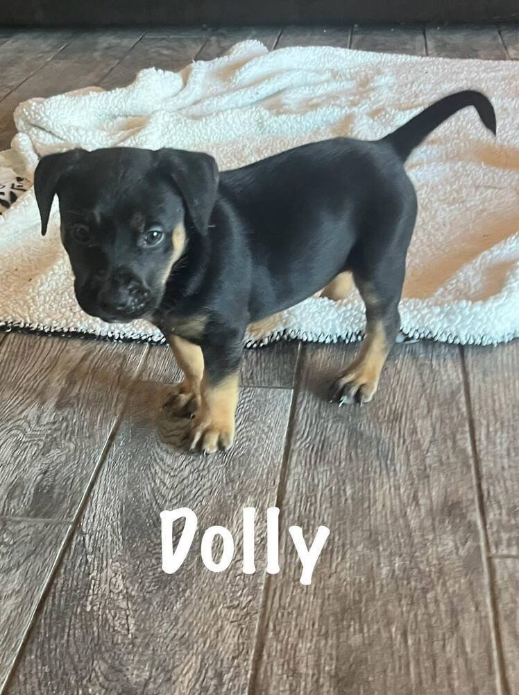 adoptable Dog in Springdale, PA named Dolly